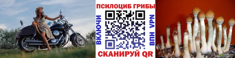 Галлюциногенные грибы Psilocybe Елабуга